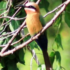 White Fronted Bee Eater